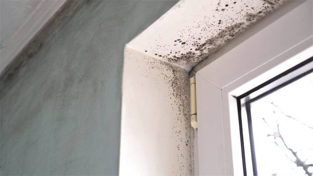 Best Fast Mold Removal  in Armonk, NY
