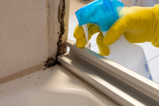 Professional Mold Removal in Armonk, NY