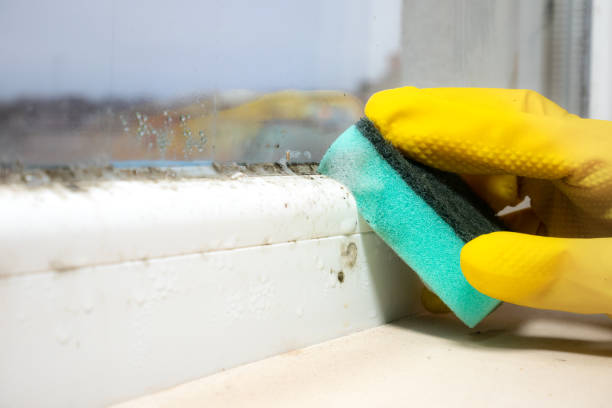Best Commercial Mold Removal  in Armonk, NY
