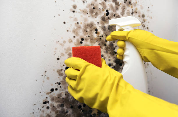 Best Professional Mold Removal  in Armonk, NY