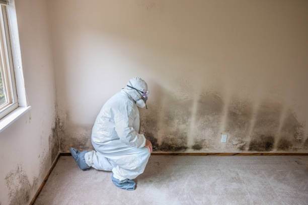 Best Same-Day Mold Removal  in Armonk, NY