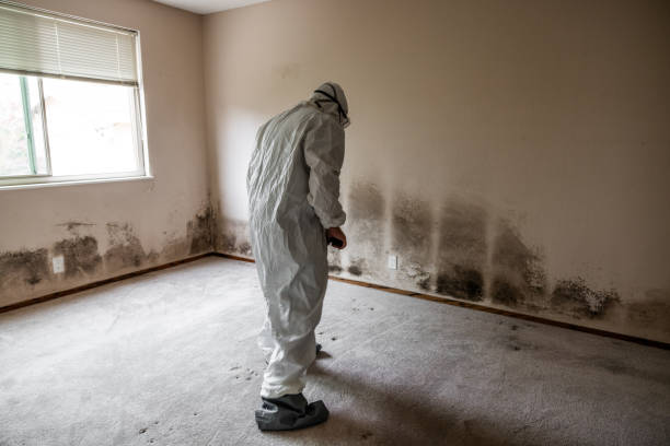 Best Fast Mold Removal  in Armonk, NY