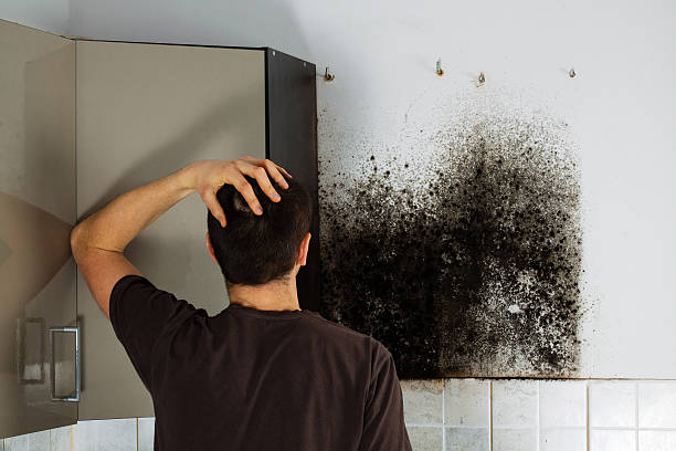 Best Mold Damage Repair  in Armonk, NY